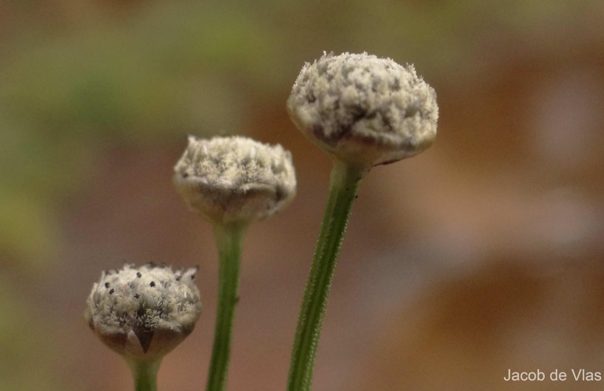 Eriocaulon thwaitesii Körn.